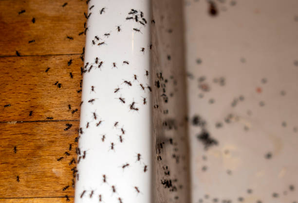 Ivyland, PA Pest Control Company
