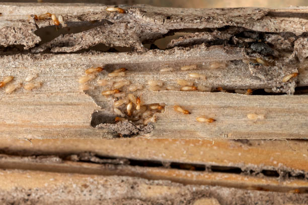Best Commercial Pest Control Services  in Ivyland, PA